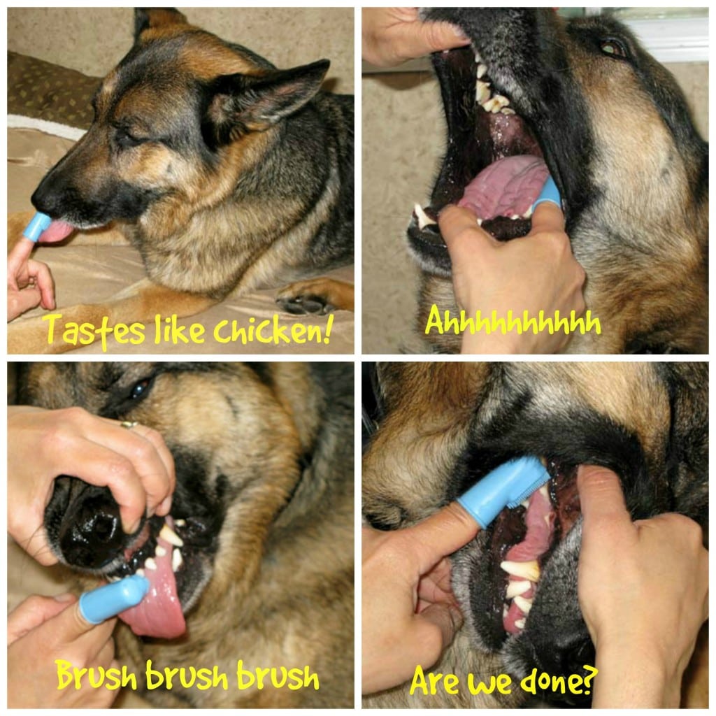 give your dog clean teeth