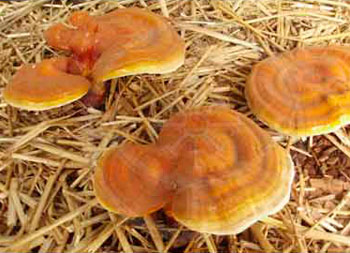 Ganoderma Reishi Medicinal Mushroom