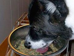 Maggie Shares Agile Cow Dog Nutrition Plan maggie honest kitchen zeal raw dog food