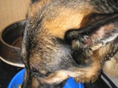 Tripawds Feel Better with #NaturalStride Joint Support Supplement Natural Stride Liver Flavor Hip and Joint Supplement