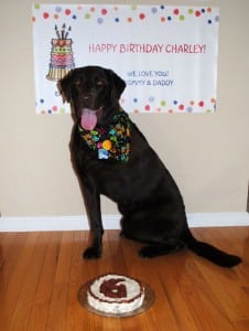 Bone cancer hero Charley