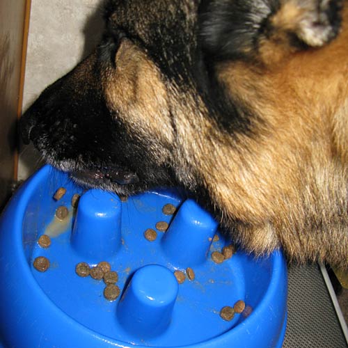 Nutrience Grain Free Dry Dog Food