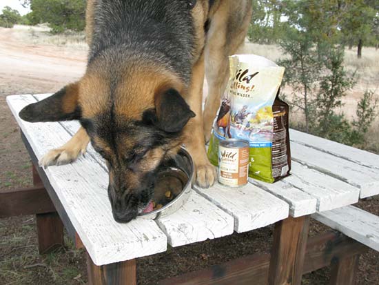 Wild Calling High Protein Grain Free Dog Food Review