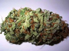 Is Marijuana Safe for Dogs, Cats and Other Pets? mariujuana bud