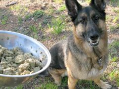 Primal Pet Food Review and Giveaway Primal Freeze Dried Nuggets Dog Food