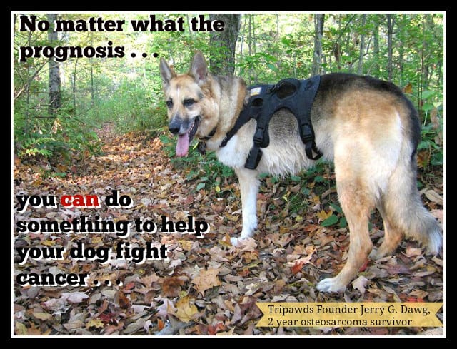 K9 Immunity, coupon, dogs, cancer, osteosarcoma, tripawd