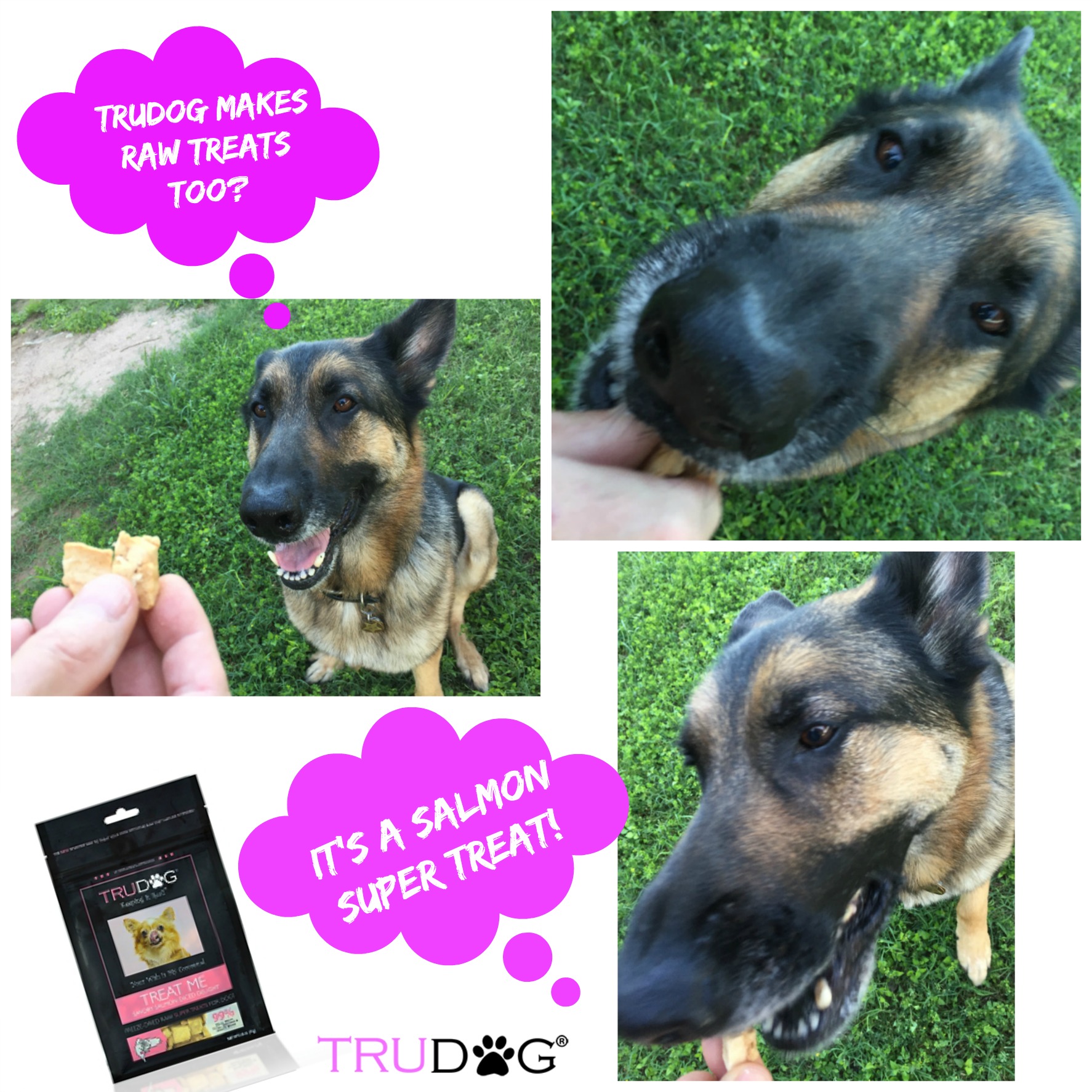 truman-tripawd-inspires-trudog-raw-food-nutrition-for-dogs-tripawds