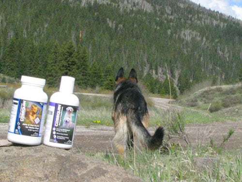 Cosequin Joint Health Supplements help Tripawd GSD Wyatt