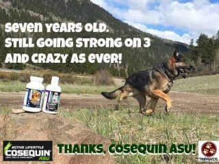 tripawd, dog, joint support, cosequin, arthritis, supplement, glucosamine