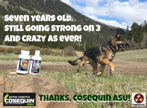 tripawd, dog, joint support, cosequin, arthritis, supplement, glucosamine