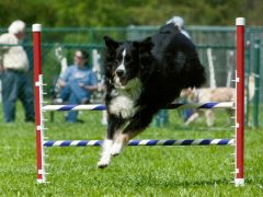 Holistic Vets Help Logan Survive, Thrive After Osteosarcoma Tripawds holistic vet help