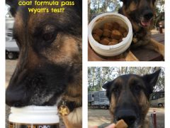 Tripawd Versus TruDog’s Ultimate Premium Dog Coat Supplement premium dog coat supplement
