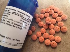 The Difference Between Human versus Pet Pharmacies human versus pet pharmacies