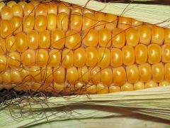 Is Corn in Pet Food a Bad Thing? corn in pet food