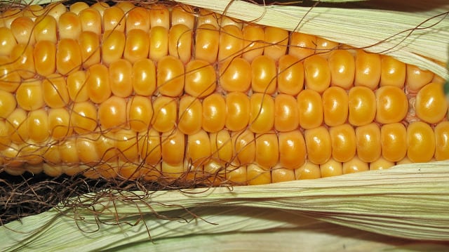 corn in pet food