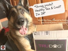 Weight Loss With a High Protein Raw Diet? Ask Wyatt! dogs lose weight