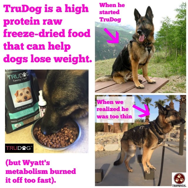 dogs lose weight