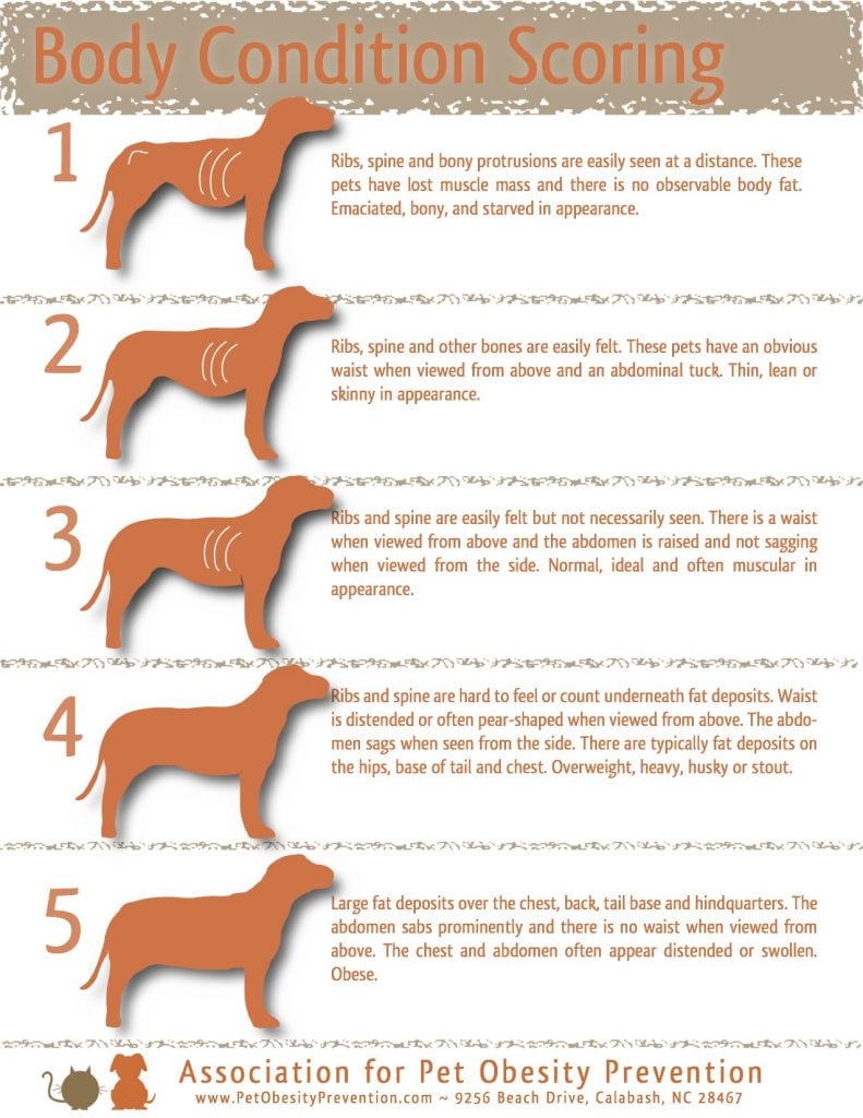 Dog Bmi Chart