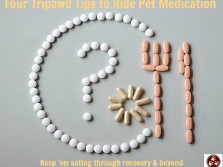 Tripawd, dog, cat, hide, pet, medication, pills, surgery, recovery, appetite