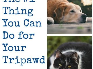 Tripawd lose weight