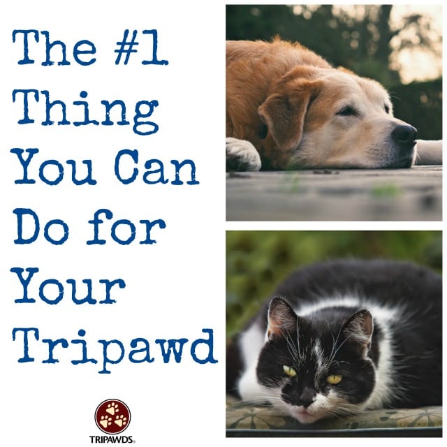 Tripawd lose weight