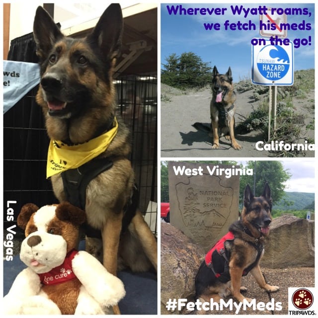 Meet #FetchMyMeds, a Free Discount Pet Meds Service