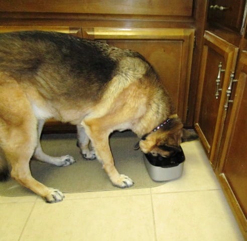 Vet-Approved, Home Cooked Dog Food Diet