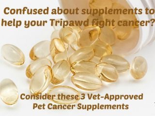 pet cancer supplements vets recommend