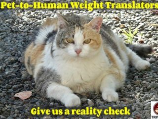 pet-to-human weight translator