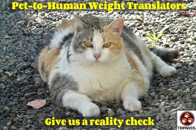 pet-to-human weight translator