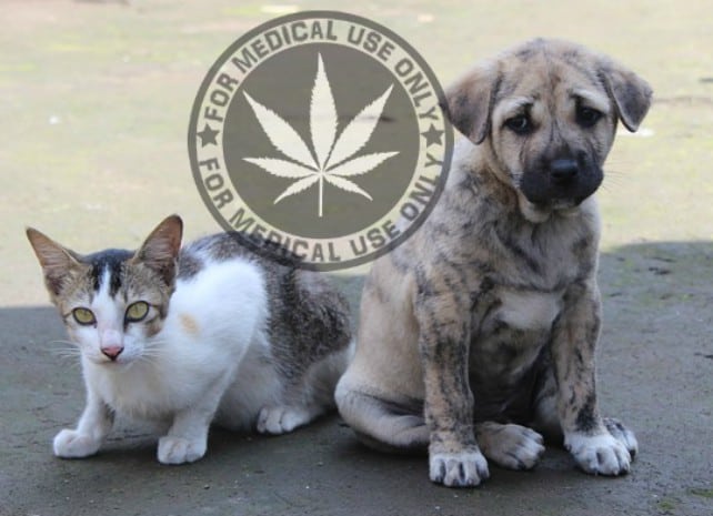 medical cannabis for pets