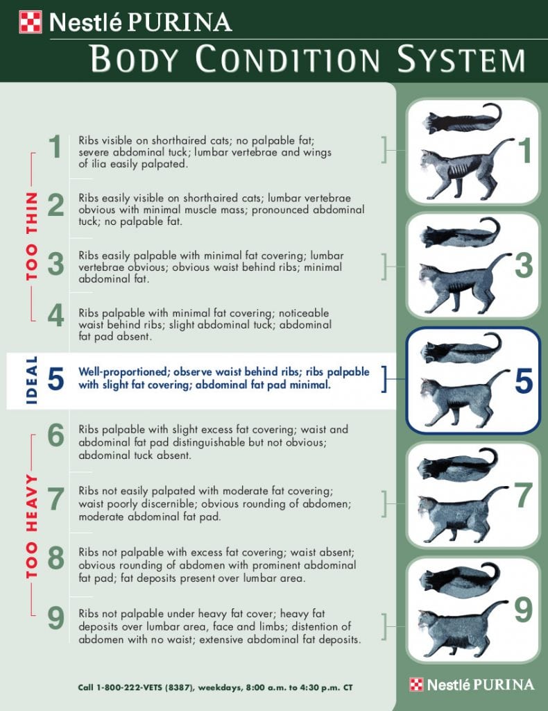 Feline Body Condition Scale