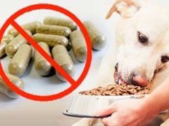 How to Support a Dog’s Immune System Without Pills support a dogs immune system