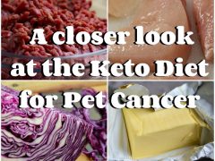 Keto Diet for Pet Cancer: What’s Fact? What’s Not? keto diet for pet cancer