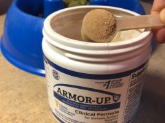 Healthy Dogs Need Immune System Support Too healthy dogs need immune support