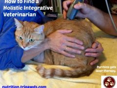 How to Find a Holistic Integrative Veterinarian Near You Find a Holistic Integrative Veterinarian
