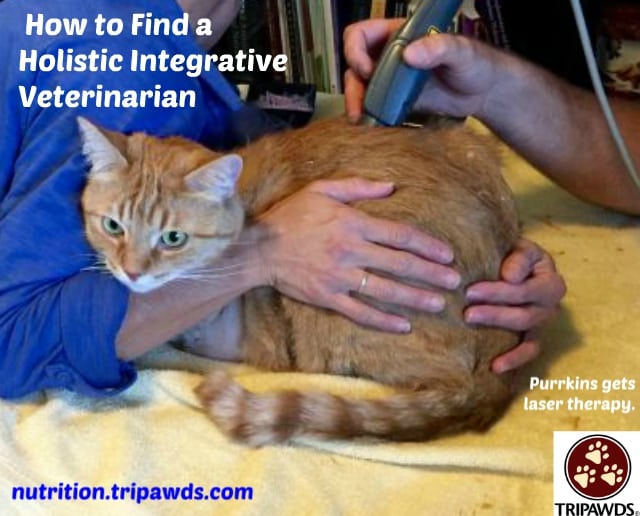 Find a Holistic Integrative Veterinarian