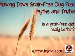 The Great Grain-Free Dog Food Debate, Myths and Truths grain-free dog food debate