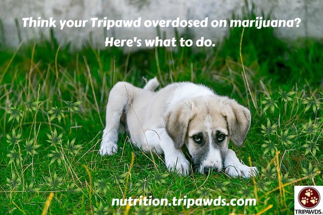dog overdosed on marijuana
