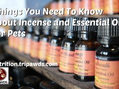 Things to Know About Incense and Essential Oils for Pets essential oils and pets