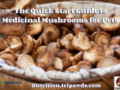 Medicinal Mushroom Pet Supplements Quick Start Guide Medicinal Mushrooms for Pets Guide