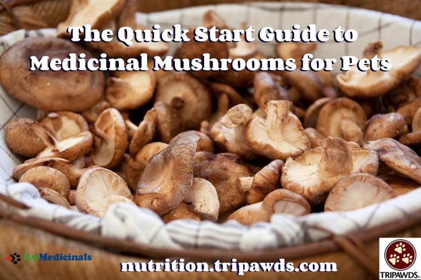 Medicinal Mushrooms for Pets Guide
