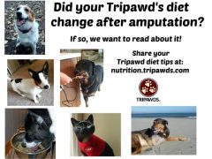 Your Tripawds Diet Plan Wanted! Tripawd Diet Tips