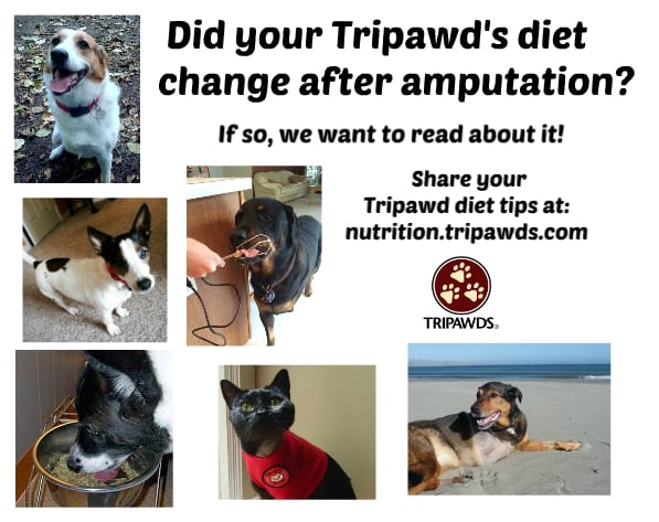 Tripawd Diet Tips