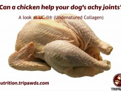 How UC-II®(Undenatured Collagen) Helps Dogs with Arthritis UC-II®helps dogs with arthritis
