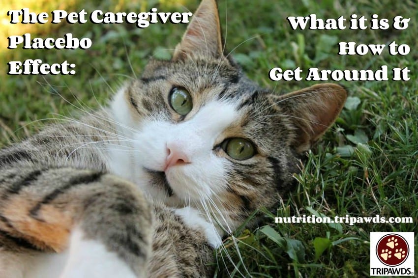 pet caregiver placebo effect