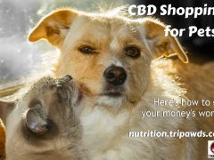 CBD For Pets Shopping Tips Our Vets Want Us to Know CBD for Pets Shopping Tips