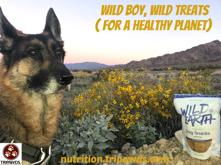 meat-free pet food treat