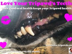 Why Keeping Tripawd Teeth Clean Pays Off clean Tripawd teeth