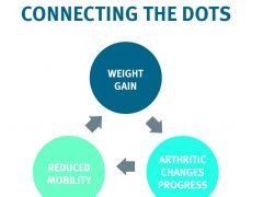 How Osteoarthritis and Obesity Lead to Poor Tripawd Quality of Life Tripawd quality of life